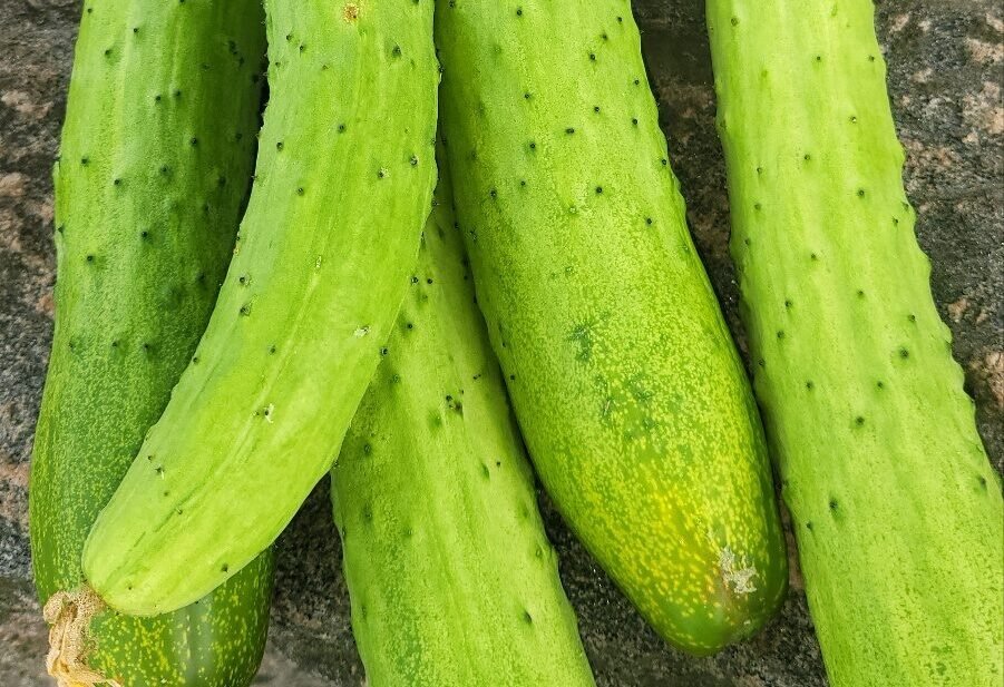 cucumber