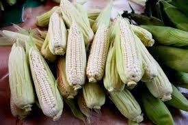 waxy corn image